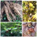 사항농장 이미지