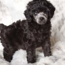 본유치원 이미지