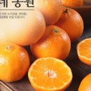 제주달다 이미지