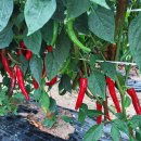 분토골농장 이미지