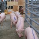 원종축산 이미지