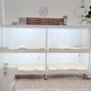 스프링 햄스터 이미지