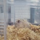 뚱댕 | 포인핸드 유기 드워프 햄스터 무료입양 후기