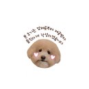 가평별누리펜션 | [경기 가평 애견동반 숙소] 올덴 카라반&amp;펜션에서 누리와 힐링 1박 🐶🏕️