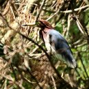 해오라기 이미지