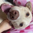 완도동물병원 이미지