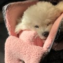 BABIANA | 바비아나 BABIANA 강아지이동가방 아지백큐브 신상구매했지요!