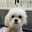 쁘띠앤독 이미지