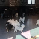 B&B(바비브라운 비숑프리제) 이미지