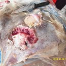 홍어한마리 이미지