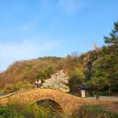 CU남지유채점 | 창녕 연지못 수양벚꽃, 만년교 24년 4월 7일 개화