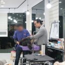 코리아애견 이미지