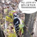 마리의봄날 이미지