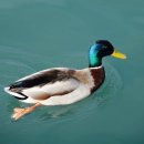 닭오리의 꿈 이미지