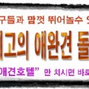 애완견 돌봄원 Daum카페