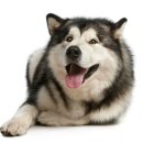 리베동물메디컬센터 이미지