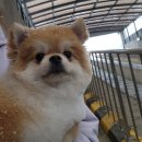 멍머리 | 의정부 애견미용 멍머리, 포메라니안 물개컷 받은 후기