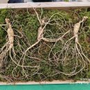 고초령 산양삼 이미지