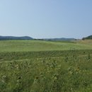 금성칡냉면 이미지