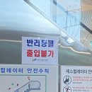 카페 서(書)   215카페캠핑장 | [원주] 소금산 출렁다리 방문 정보 및 후기