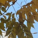 삼아제약(주) | 구내염가글 약국 추천 제품과 실제 사용 후기