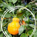 용진농장 | 완주레몬카페 용진 본앤하이리 카페 이색적인 분위기와 팜하우스 예쁜카페