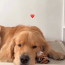 강아지 마음 이미지