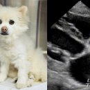 동물진료법인 넬 이미지