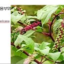 272 미국자리공, pokeweed 이미지