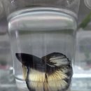 고래의꿈 수족관 이미지