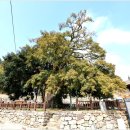 상만리 비자나무 이미지