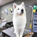 올 도그 그루밍(All DOG GROOMING) 이미지