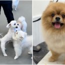 대구애견호텔 애견유치원 모여라솜뭉치 본점 | 대구애견호텔 소형견안심 돌봄공간 모여라솜뭉치