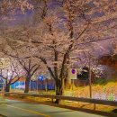 창원 내동패총 | 창원 벚꽃 개화시기와 명소, 야경이 더 예쁜 교육단지 벚꽃터널