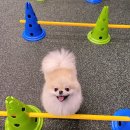 프랑소와펫 AK광명점 이미지