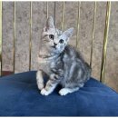 도그마루 이미지