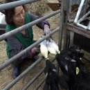 남원흑염소농장 이미지