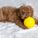 개털도사 이미지