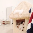 럭셔리하개 이미지