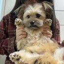 설레