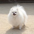 닭팔자