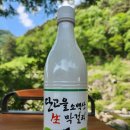 새밭식당 | 충청북도 단양 막걸리 단양양조장 단고을소백산생막걸리 내돈내산 후기 구매가격 소비기한