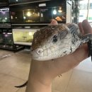 GS25원주무실타운점 | 손님보다 사장이 더 갖고 싶은 그 녀석… 실버 블루텅 성체 부천점 입고!!