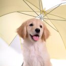 이삭애견훈련소 이미지