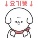 베리애견미용 이미지