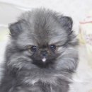 애견1번지 이미지