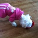 퍼피맘마 이미지