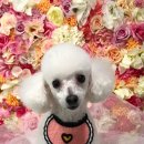 개털깎는여자 이미지