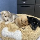 옹기종기 이미지