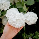 삼보농장 이미지